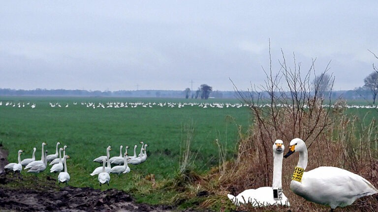 Gefährdeter Naturschutz in der Hörnerauniederung durch die geplante A20